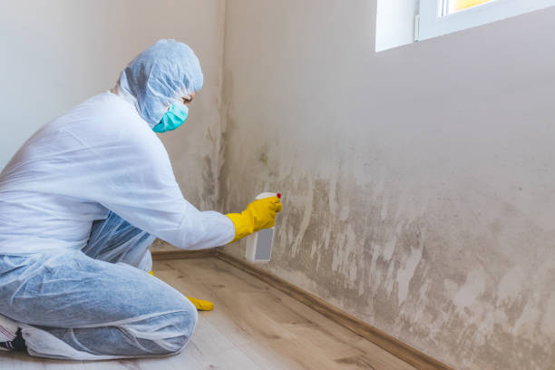 Licensed Mold Removal service in Wylie, TX - 24 Hour Mold Removal