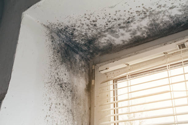Affordable Mold Removal solutions in Wylie, TX