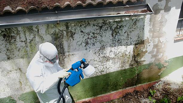 Top rated local Mold Removal specialists in Wylie, TX